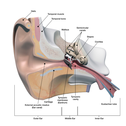 eustachian tube anatomy