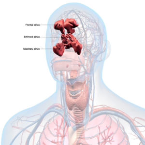 nose throat anatomy